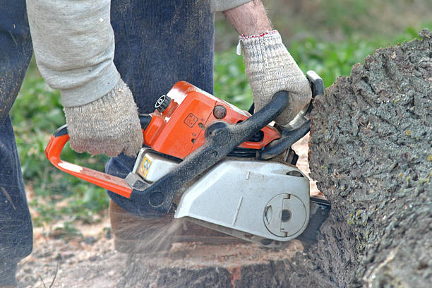 Best Leaf Removal  in Brigham City, UT