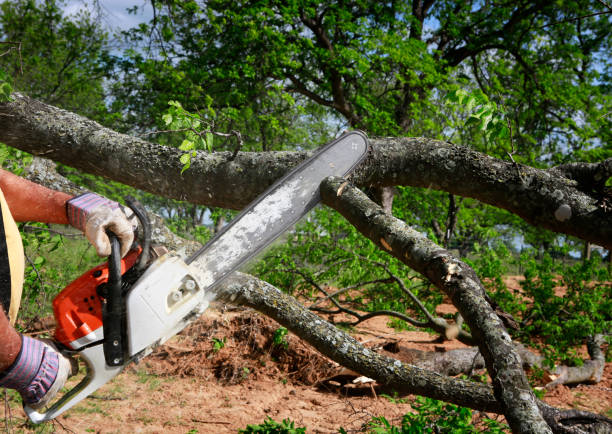 Best Hazardous Tree Removal  in Brigham City, UT